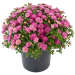 Mum #1, Peoria Gardens, Perennials - 1