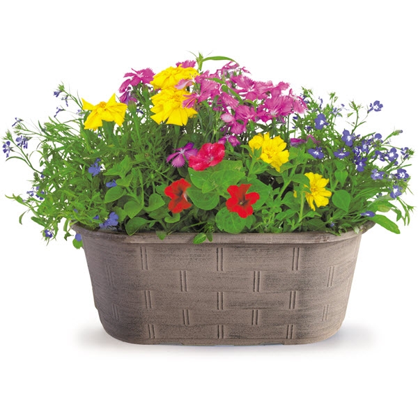Color Bowl #16, Spring Creek Gardens, Annuals, Assorted Varieties & Colors - 1