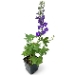 Delphinium #1, Spring Creek Gardens, Perennials, Assorted Colors - 1