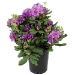 Rhododendron, Kraemer's Nursery, #1, Assorted Varieties - 1